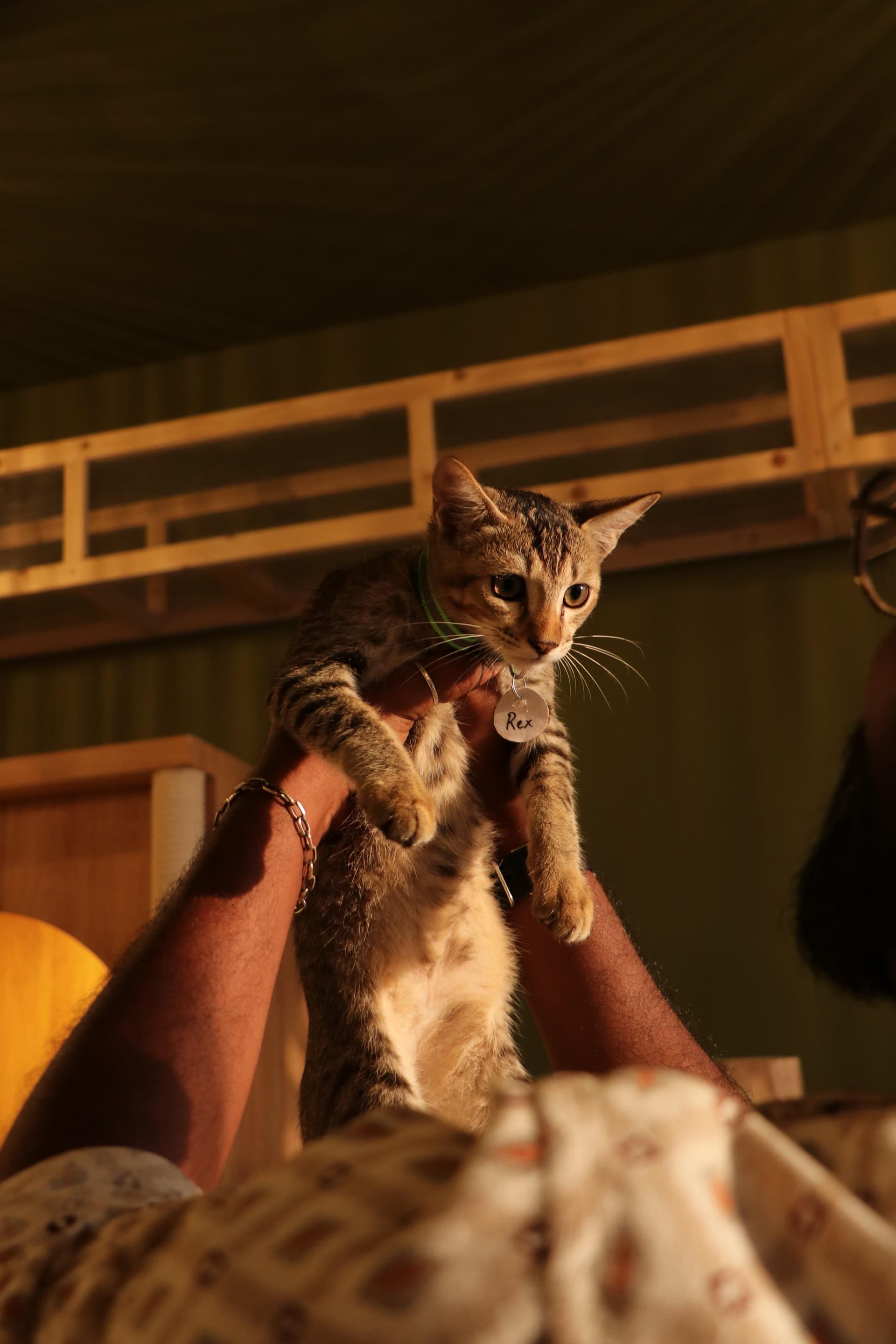 A rescued cat looking hopeful