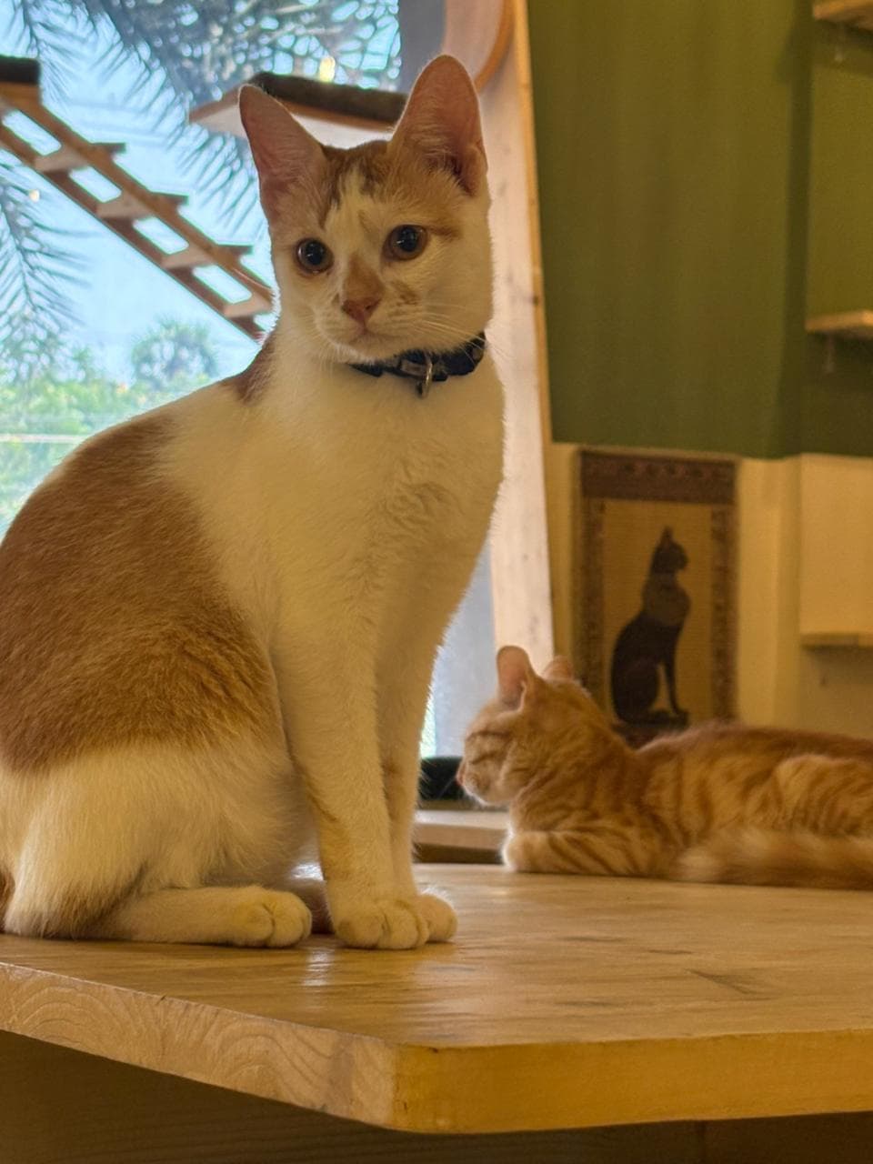 Cat happily settled in a home