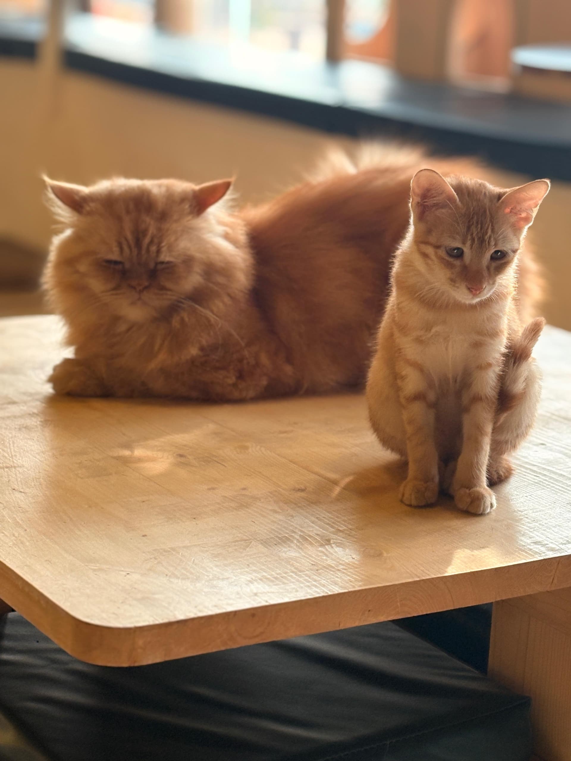 Cat owner getting support and care guidance