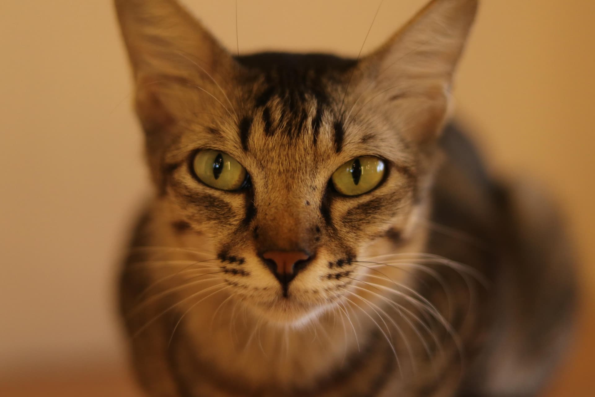 Maya